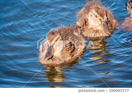 Cute little duckling swimming alone in a lake or river with calm water Cute little duckling swimming alone in a lake or river with calm water 106985577