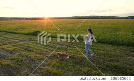 Lady pet owner pulls leash walking cocker spaniel dog spending evening in green rural field at sunset light owner walks red-haired dog in park woman with purebred dog walk along twilight field Lady pet owner pulls leash walking cocker spaniel dog spending evening in green rural field at sunset light owner walks red-haired dog in park woman with purebred dog walk along twilight field 106985603