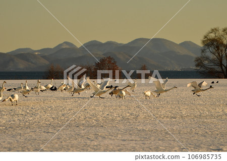在豬苗代湖的天鵝 在豬苗代湖的天鵝 106985735