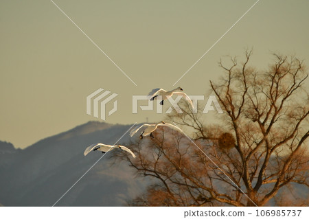 Swan in Lake Inawashiro Swan in Lake Inawashiro 106985737