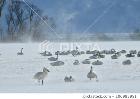 Swan in Lake Inawashiro 106985951