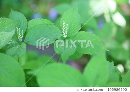Flower shisha flower Flower shisha flower 106986290