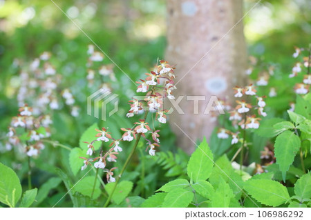 Ebine花 106986292
