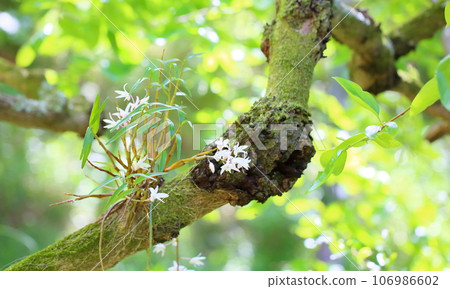 Sekkoku花 Sekkoku花 106986602