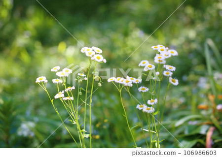 Himejoon flower 106986603