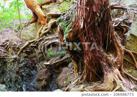 Landscape of a giant, powerful cedar tree that stretches its roots into the rocky surface downstream of Shishigataki Falls in Yuzu no Sato, Moroyama Town. Landscape of a giant, powerful cedar tree that stretches its roots into the rocky surface downstream of Shishigataki Falls in Yuzu no Sato, Moroyama Town. 106986773