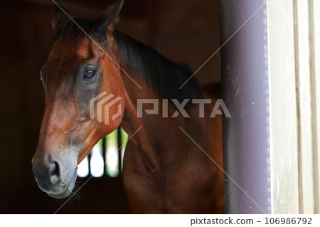 一匹馬從馬stable裡出來 一匹馬從馬stable裡出來 106986792