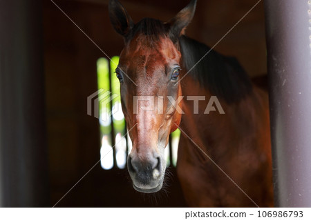 一匹馬從馬stable裡出來 一匹馬從馬stable裡出來 106986793