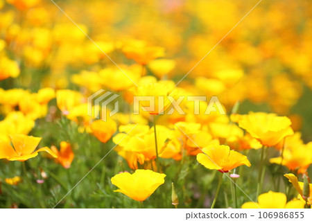 Poppy flower Poppy flower 106986855