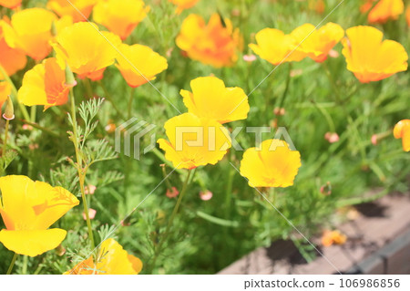 Poppy flower Poppy flower 106986856