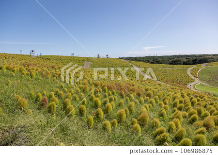 National Hitachi Seaside Park Miharashi Hill Kochia 106986875