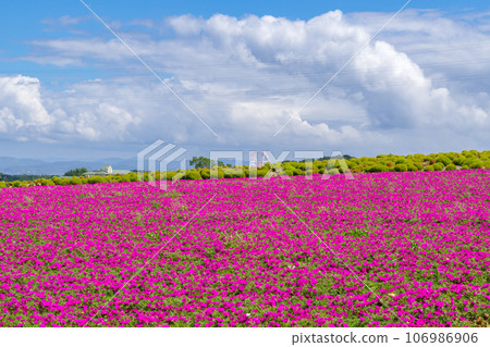愛知縣南知多，粉紅馬齒莧盛開的山丘 106986906