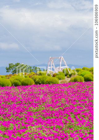 White swing on the hill where Portulaca blooms Minamichita, Aichi Prefecture White swing on the hill where Portulaca blooms Minamichita, Aichi Prefecture 106986909