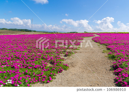 A hill where pink Portulaca blooms, Minamichita, Aichi Prefecture A hill where pink Portulaca blooms, Minamichita, Aichi Prefecture 106986910