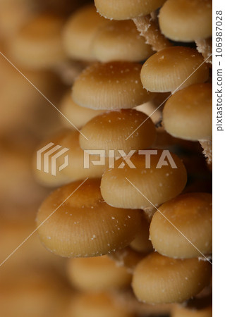 A small and cute Kasa group of Senbon Ichimegasa (using macro lens, strobe + natural light, close-up photo) 106987028