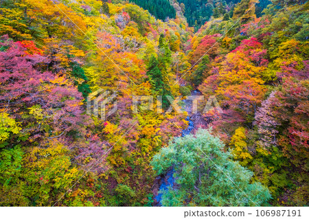 三津川溪谷（秋季） 106987191