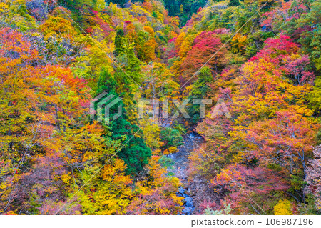 三津川溪谷（秋季） 106987196