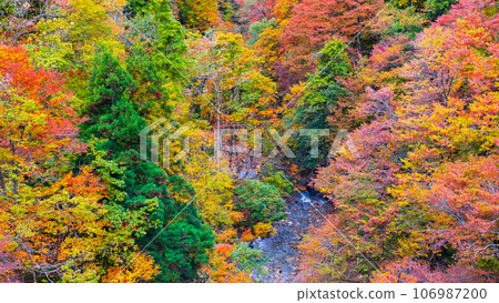 三津川溪谷（秋季） 106987200