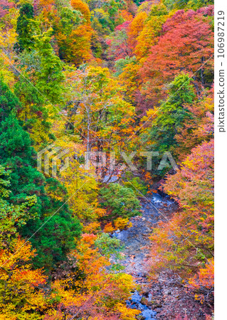 Sanzugawa Valley (autumn) 106987219