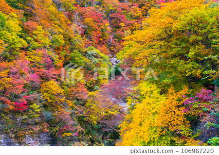 Sanzugawa Valley (autumn) 106987220
