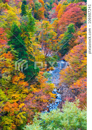 Sanzugawa Valley (autumn) 106987241