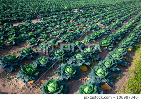 Ripe cabbage growing on summer field 106987340