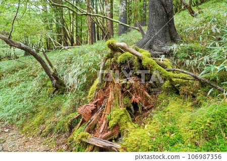 A moss-covered dead tree standing quietly on Mt. Odaigahara 106987356