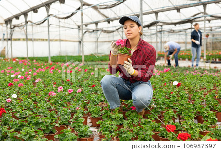 Young woman worker sitting down and looking to the pot of geranium flower in greenhouse Young woman worker sitting down and looking to the pot of geranium flower in greenhouse 106987397