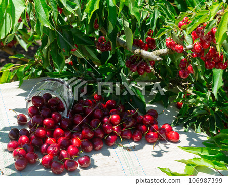 Pile of fresh ripe sweet cherries on table in summer garden Pile of fresh ripe sweet cherries on table in summer garden 106987399