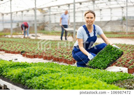 Middle aged woman worker sitting down demonstrating planted mint flower in greenhouse 106987472