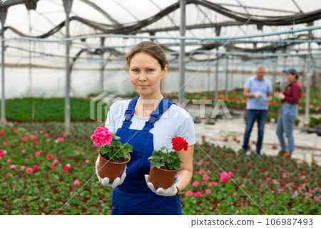 Middle-aged woman worker standing in greenhouse and holding two pots of geranium flower 106987493