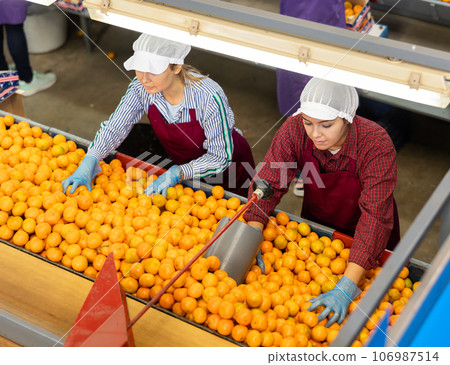Female workers sorting tangerines on conveyor belt at fruit factory Female workers sorting tangerines on conveyor belt at fruit factory 106987514