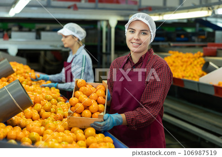 Glad positive female employee in colored uniforms hold a box of fresh ripe tangerines in their hands on citrus sorting line at warehouse. 106987519