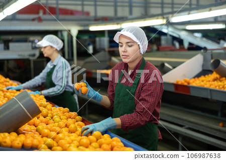 Two young women sorts tangerines on a conveyor line. Fruit quality check. Two young women sorts tangerines on a conveyor line. Fruit quality check. 106987638