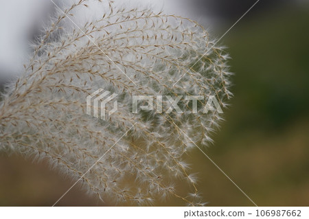 芒草 芒草 106987662