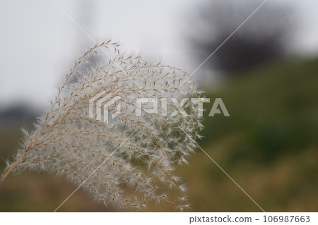 芒草 芒草 106987663