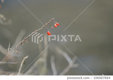 紅色水果 紅色水果 106987664
