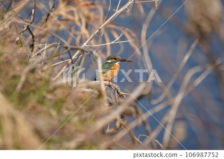 Kingfisher 106987752