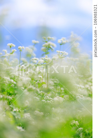 Soba's white flowers 106988321