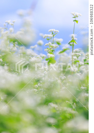 蕎麥麵的白色花朵 蕎麥麵的白色花朵 106988322