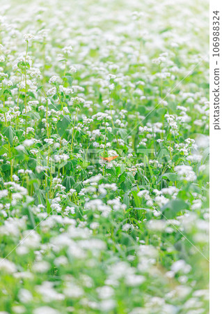 Soba's white flowers 106988324