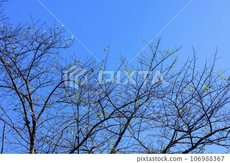 枯樹藍天簡單形象秋天素材 枯樹藍天簡單形象秋天素材 106988367