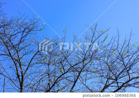 枯樹藍天簡單形象秋天素材 枯樹藍天簡單形象秋天素材 106988368