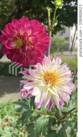 Dahlias of different colors 106988423
