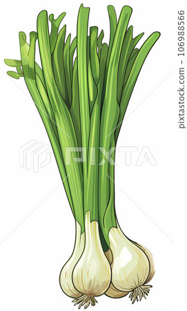 Hand drawn cartoon green onion illustration Hand drawn cartoon green onion illustration 106988566