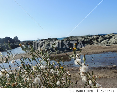 Flowering plants struggling to survive in the corner of a rock ledge in midsummer 106988744