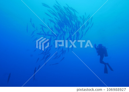 Scuba diving at Blue corner in Palau. Diving on the reefs of the Palau archipelago. 106988927