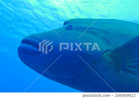 Scuba diving at Blue corner in Palau. Diving on the reefs of the Palau archipelago. Scuba diving at Blue corner in Palau. Diving on the reefs of the Palau archipelago. 106989022