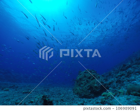 Scuba diving at Blue corner in Palau. Diving on the reefs of the Palau archipelago. 106989091