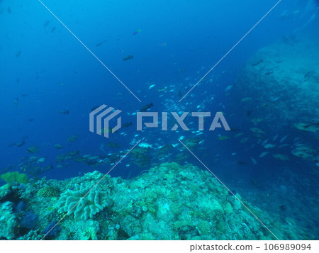 Scuba diving at Blue corner in Palau. Diving on the reefs of the Palau archipelago. Scuba diving at Blue corner in Palau. Diving on the reefs of the Palau archipelago. 106989094